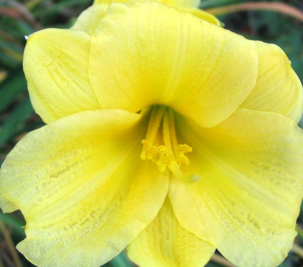  A lot of my daylilies seem to have two disctinct flowering times. 