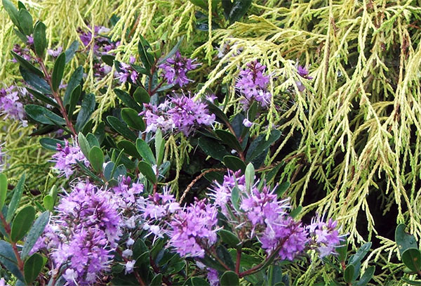  Hebes are beautiful shrubs - but they do need watering! 