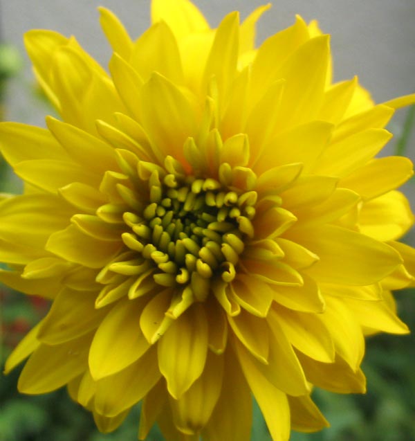  I think this colourful late summer perennial is a Helianthus. 