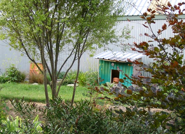  One of the Pittosporums in the Dog-Path Garden which I