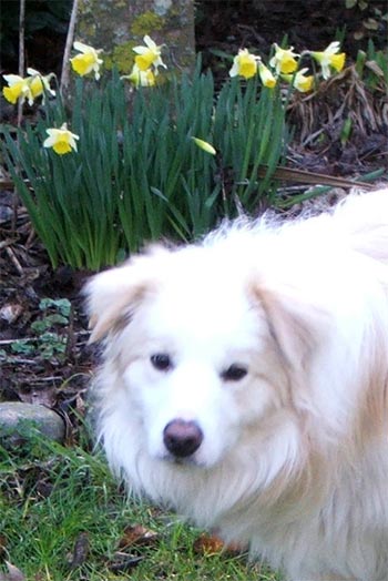  A beautiful dog in front of the first daffodils. 