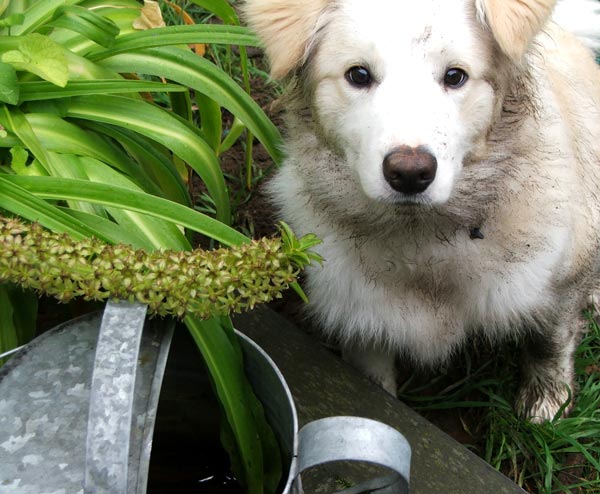  Looking rather guilty - I blame the ginger kitten! 