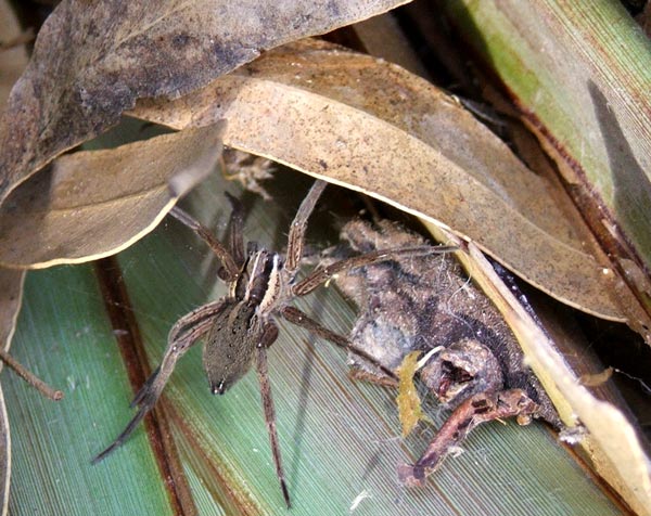  here is my first spider close-up. What type of spider? I don