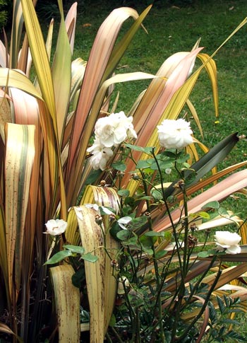  This is one of my beautiful warm pink and cream flaxes, which grows near the house. 