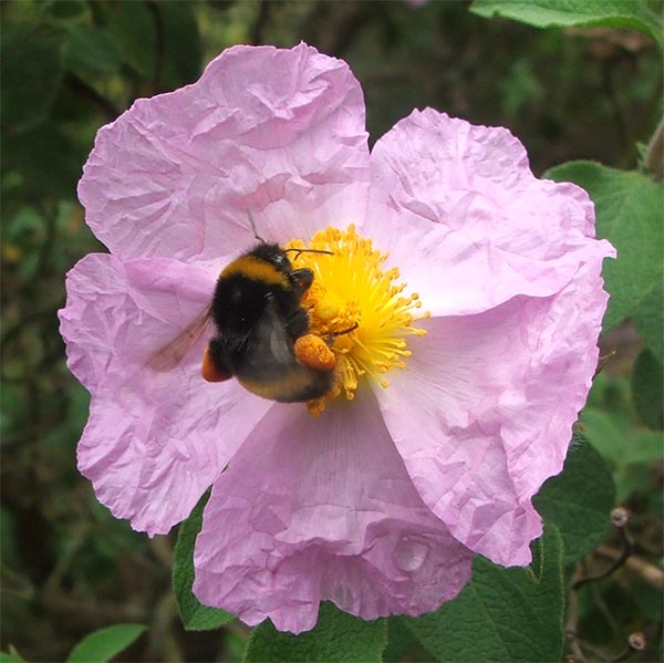  A bee photograph to rival all bee photographs... 