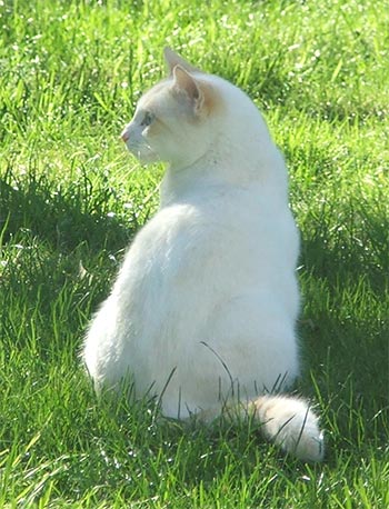 cat-white-lawn.jpg