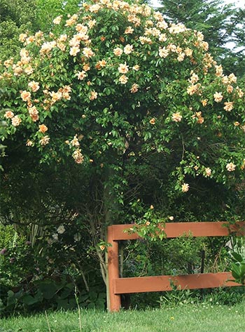  It's Crepuscule the climbing rose's flowering time again. 