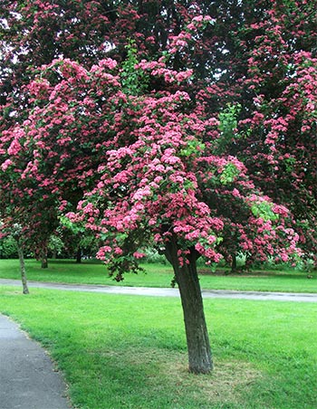  One of the beautiful flowering cherries in Regent's Park. 