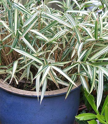  My big blue pot is full of an unknown variegated plant, suspected to be invasive. 