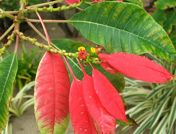  Ha! My friend says this is a Poinsettia. Oops - how to spell? 