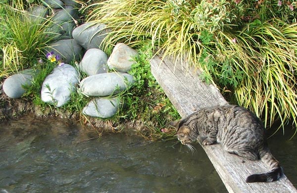  Busy watching the water in the water race. 