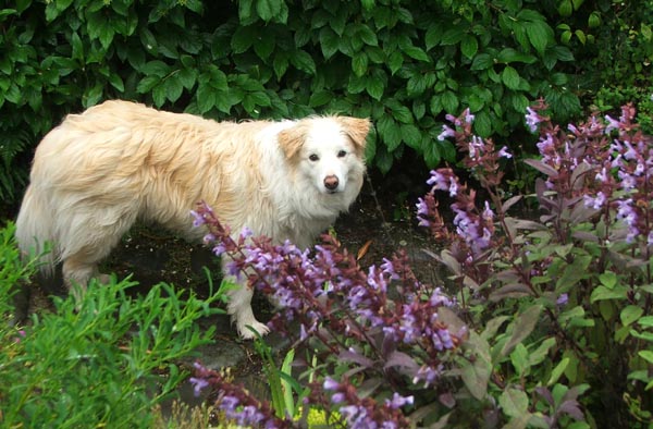  Rusty in the Salvias. 