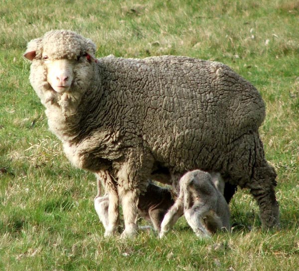  Both lambs are on their knees feeding. 