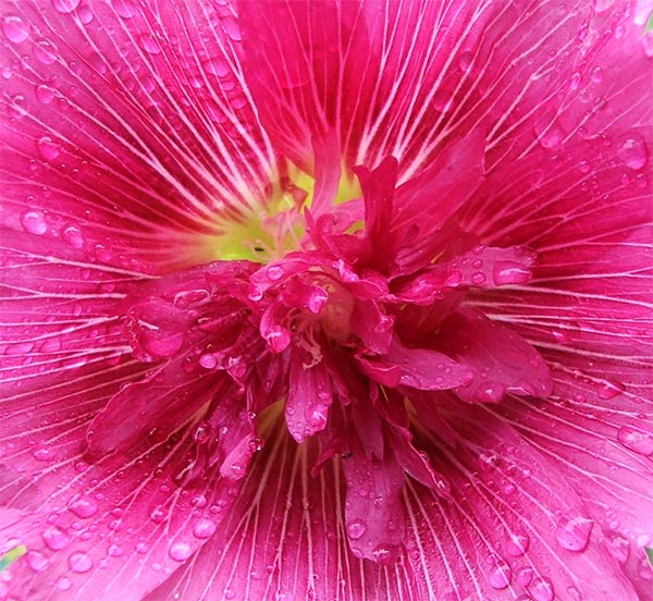  This is a dwarf pink hollyhock I grew from seed. 