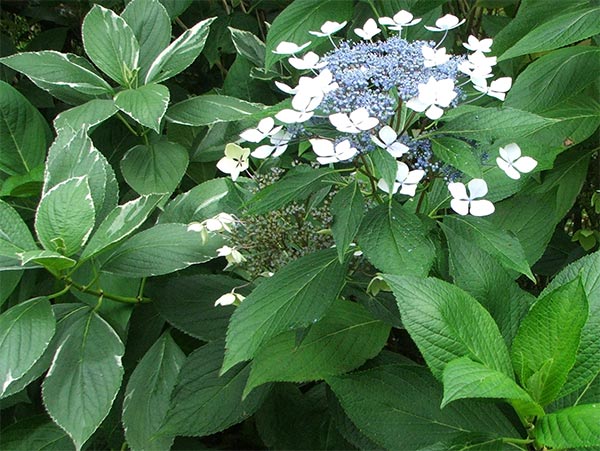  A blue lacecap which gets far too much shade. 