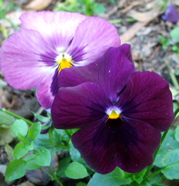  Pockets of pansies are still flowering. 