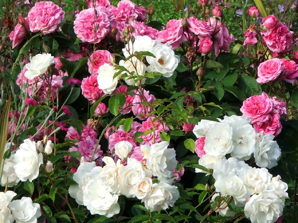  Most of my roses seem to be pink and white. 