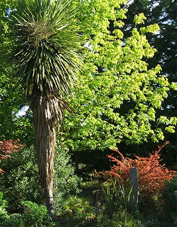  Late afternoon sun shines on the trees in the Dog-Path Garden. 