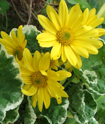  My favourite yellow chrysanthemums which grow by the glass-house. 