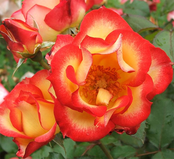  One of the modern beauties in the Botanic Rose Garden. 