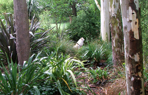  Here the Wattle Woods path gets completely blocked. 