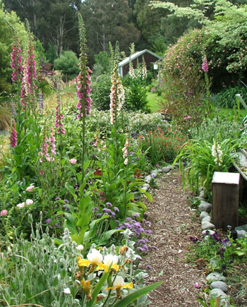  Lined with flowering foxgloves. 