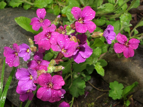  I grew this pertty flowering plant from seed. 