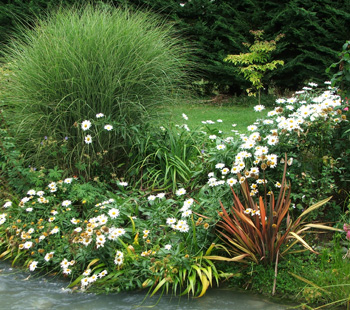  Floppy Shastas, a flax, and a Miscanthus grass. 