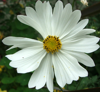  Oh dear - this cosmos looks a little sad! 