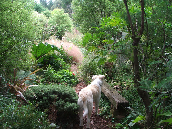  Rusty the dog plans his route - but where has the path gone? 