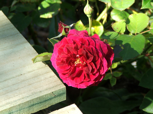  Suddenly this rose is flowering for the first time. Dead odd. 