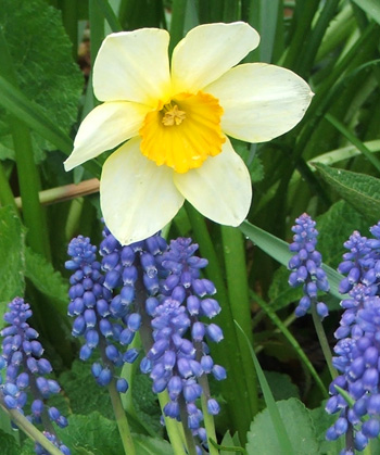  A late flowering daffodil with some Muscari. 