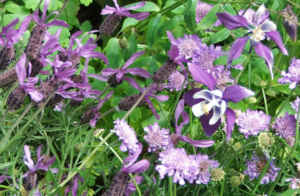  Lavender, Scabious, and Aquilegia. 