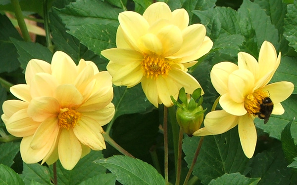  My bumble bees adore the dahlias. 