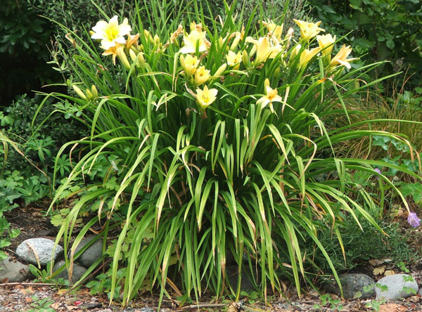  My beautiful lemon clump in the Driveway Garden. 