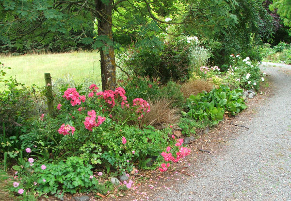  Those cheery flower carpet roses should cheer me up... 