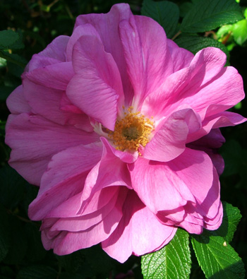  A tall rugosa shrub. 