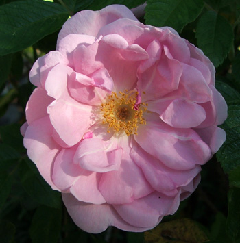  A new rugosa. 