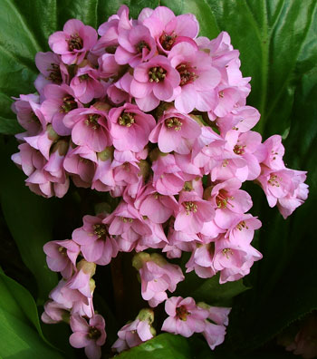  The first to flower are the normal pink ones. 