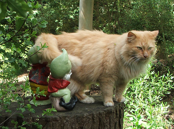  On the tree stump in the Shrubbery with his gnome friends. 