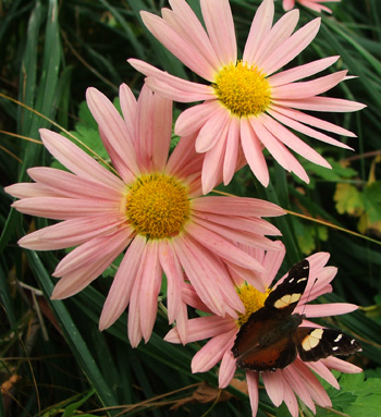  Sitting on some mellow coloured Chrysanthemum flowers. 