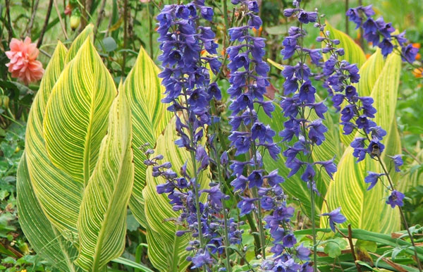  In the perennials garden. 