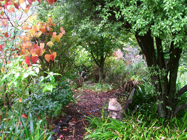  This is the back of the Dog-Path Garden. 