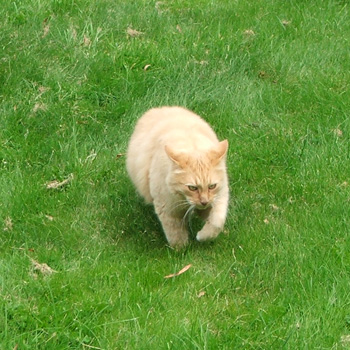  Fluff-Fluff the cat is , as usual, in attendance. 