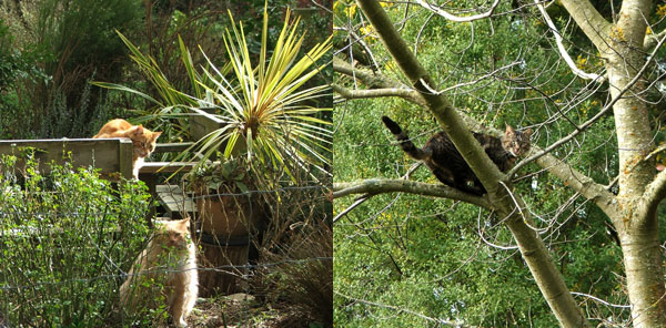  And a Cordyline albertii shining in the sun. 