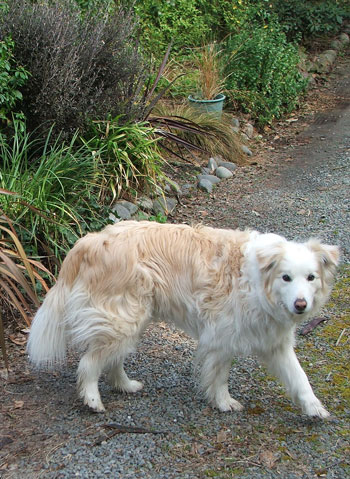  Rusty in the driveway. 