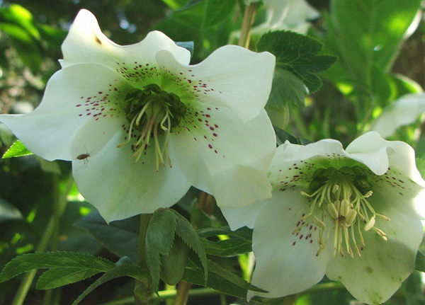  With droopy flowers - quite difficult to photograph! 