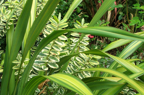  Two good reasons to grow New Zealand foliage plants. 