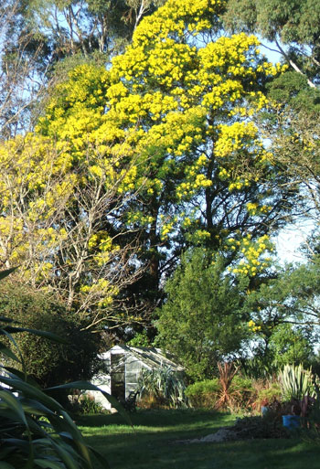  With the flowering Wattle trees behind it. 