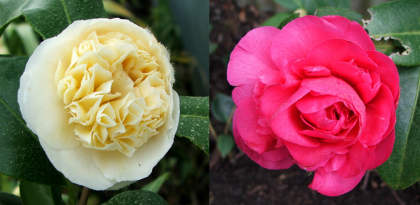  Friend Ivor grew this Camellia from seed. 